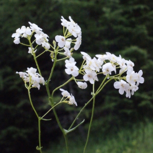 Photographie n°159554 du taxon Kernera saxatilis (L.) Sweet [1827]