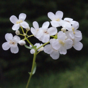 Photographie n°159556 du taxon Kernera saxatilis (L.) Sweet [1827]