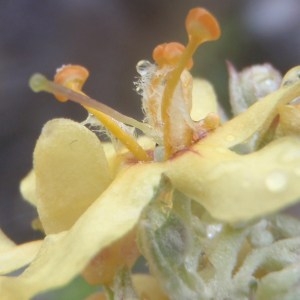 Photographie n°159566 du taxon Verbascum lychnitis L. [1753]