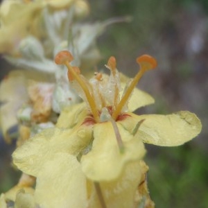 Photographie n°159568 du taxon Verbascum lychnitis L. [1753]