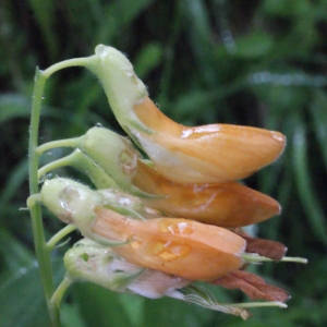 Lathyrus ochraceus subsp. grandiflorus (Boiss. ex Fritsch) B.Bock (Gesse d'Espagne)