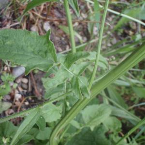 Photographie n°159574 du taxon Lactuca muralis (L.) G.Mey. [1836]