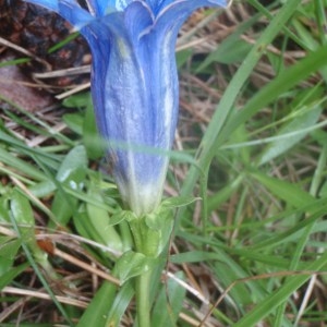 Photographie n°159585 du taxon Gentiana angustifolia Vill. [1787]