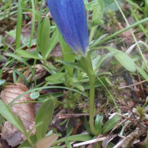 Photographie n°159586 du taxon Gentiana angustifolia Vill. [1787]