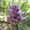  Patricia DESTRADE - Orchis simia Lam. [1779]