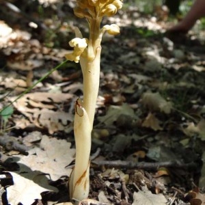 Photographie n°159605 du taxon Neottia nidus-avis (L.) Rich. [1817]