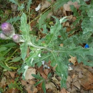 Photographie n°159619 du taxon Cirsium arvense (L.) Scop. [1772]