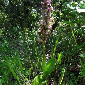 Photographie n°159623 du taxon Himantoglossum robertianum (Loisel.) P.Delforge [1999]