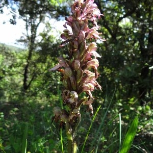 Photographie n°159624 du taxon Himantoglossum robertianum (Loisel.) P.Delforge [1999]