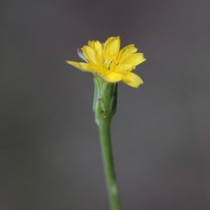 Hypochaeris pusilla Poir. (Porcelle des sables)