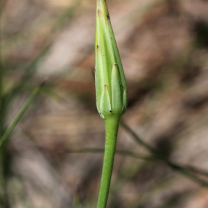 Photographie n°159633 du taxon Hypochaeris glabra L.