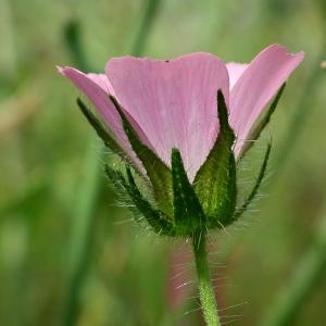 Photographie n°159634 du taxon Althaea hirsuta L. [1753]