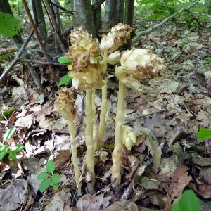 Photographie n°159639 du taxon Monotropa hypopitys subsp. hypopitys