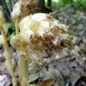 Monotropa hypopitys L. subsp. hypopitys (Monotrope sucepin)