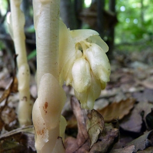  - Monotropa hypopitys subsp. hypopitys