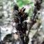  Emmanuel Stratmains - Monotropa hypopitys subsp. hypopitys