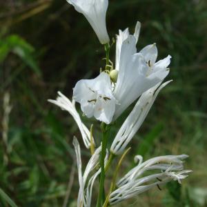 Photographie n°159666 du taxon Paradisea liliastrum (L.) Bertol. [1840]