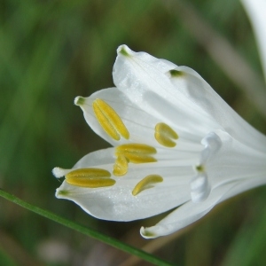 Photographie n°159667 du taxon Paradisea liliastrum (L.) Bertol. [1840]