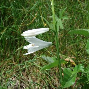 Photographie n°159671 du taxon Paradisea liliastrum (L.) Bertol. [1840]