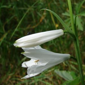 Photographie n°159673 du taxon Paradisea liliastrum (L.) Bertol. [1840]