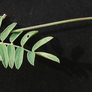 Photographie n°159682 du taxon Hippocrepis comosa L. [1753]