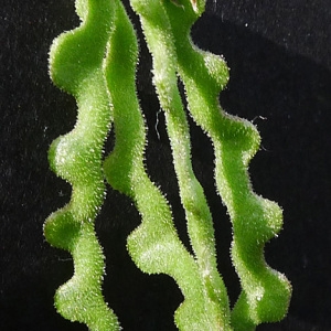 Photographie n°159683 du taxon Hippocrepis comosa L. [1753]