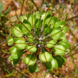 Photographie n°159686 du taxon Iberis pinnata L. [1755]