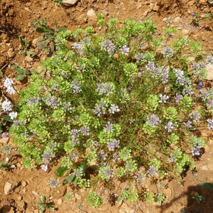 Photographie n°159687 du taxon Iberis pinnata L. [1755]