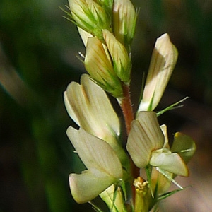 Onobrychis tenuifolia Moench (Esparcette des rochers)