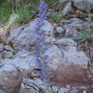 Photographie n°159698 du taxon Echium vulgare L. [1753]