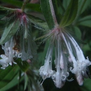 Photographie n°159709 du taxon Asperula taurina L. [1753]