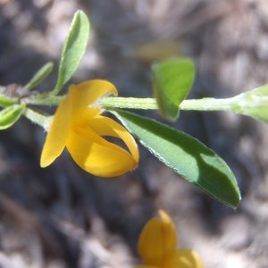 Photographie n°159716 du taxon Genista pilosa L. [1753]