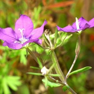 Photographie n°159721 du taxon Legousia speculum-veneris (L.) Chaix [1785]