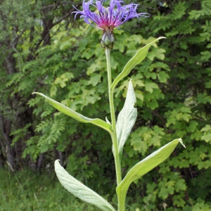 Photographie n°159737 du taxon Cyanus montanus (L.) Hill [1768]