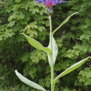 Photographie n°159738 du taxon Cyanus montanus (L.) Hill [1768]