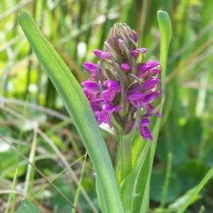 Photographie n°159747 du taxon Orchis incarnata L. [1755]