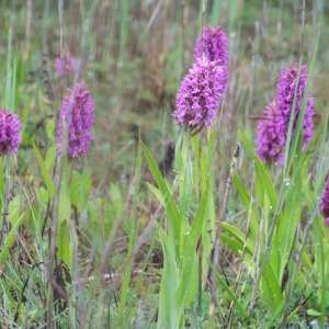 Photographie n°159757 du taxon Orchis incarnata L. [1755]