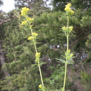 Photographie n°159758 du taxon Galium verum L. [1753]