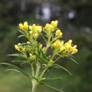 Photographie n°159760 du taxon Galium verum L. [1753]