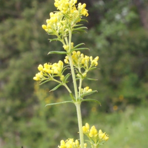 Photographie n°159762 du taxon Galium verum L. [1753]