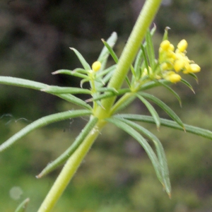 Photographie n°159765 du taxon Galium verum L. [1753]