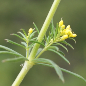 Photographie n°159767 du taxon Galium verum L. [1753]