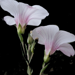 Photographie n°159777 du taxon Linum suffruticosum L. [1753]