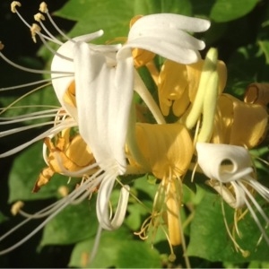 Photographie n°159802 du taxon Lonicera caprifolium L. [1753]