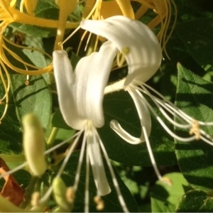 Photographie n°159803 du taxon Lonicera caprifolium L. [1753]