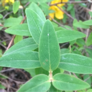 Photographie n°159808 du taxon Hypericum x hidcoteense Hilling ex Geerinck