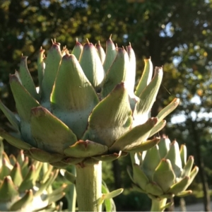 Photographie n°159878 du taxon Cynara scolymus L. [1753]