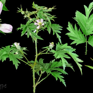  - Rubus laciniatus (Weston) Willd. [1806]