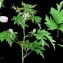   Jean-Louis CHEYPE - Rubus laciniatus (Weston) Willd. [1806]