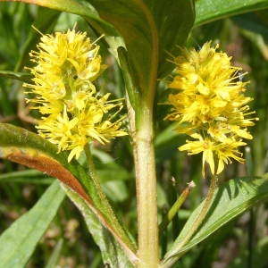 Lysimachia capitellata Raf. (Lysimaque à fleurs en épi)